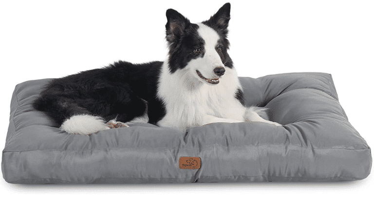 Conseils pour choisir le meilleur panier pour chien