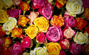 conserver bouquet de roses