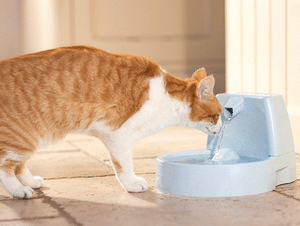fontaine à eau pour chat cascade PetSafe