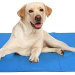 Test et avis sur le tapis rafraîchissant pour chien Pecute