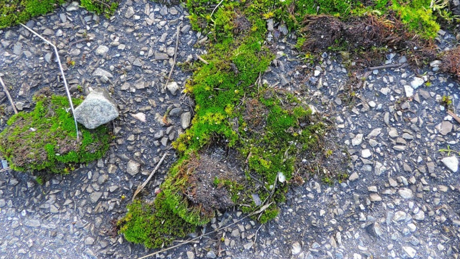 Se débarrasser de la mousse sur sa terrasse