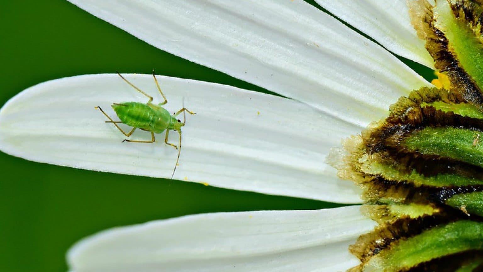 Se débarrasser des pucerons dans le jardin