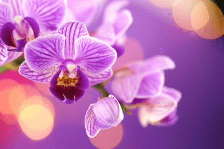 Propager une orchidée à partir d'une feuille