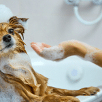 Recette de shampoing pour chien naturel