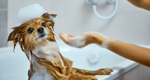 Recette de shampoing pour chien naturel