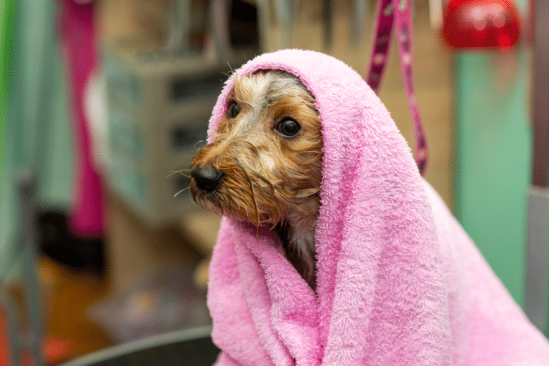 Shampoing antipuce naturel pour les animaux La recette de grand-mère