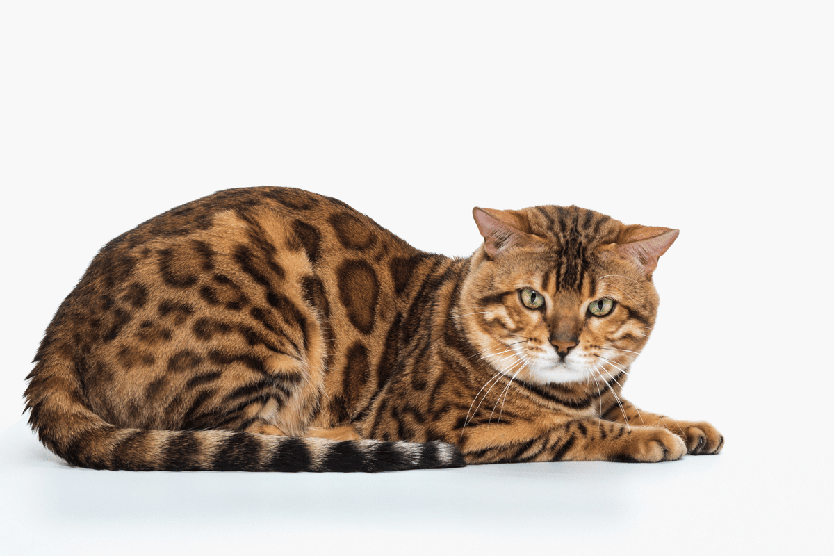 Des chercheurs de l'univers d'Helsinki dévoilent quelle est la race de chat la plus intelligente !