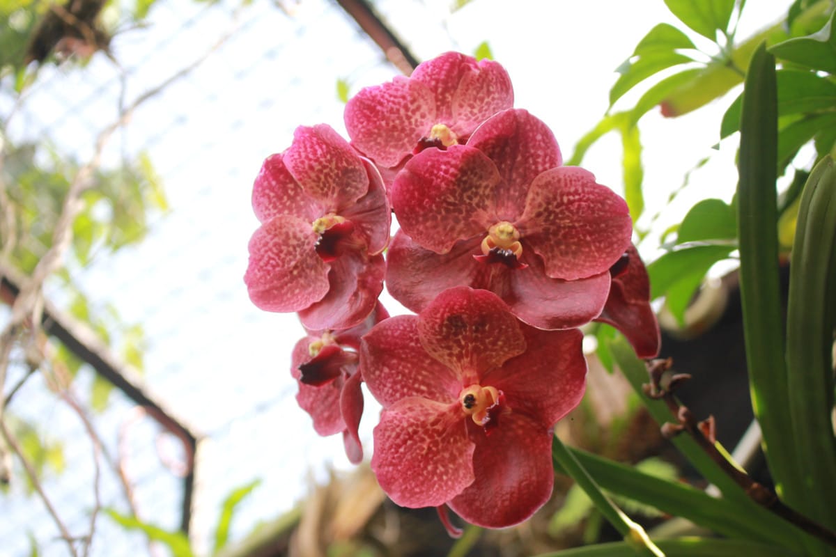 Astuces pour faire fleurir une orchidée 10 fois plus vite
