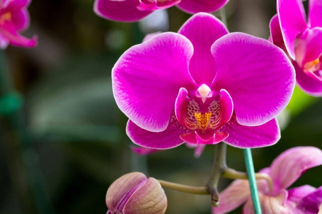 Révolution dans l'entretien des orchidées les 5 conseils de grand-mère qui accélèrent la floraison