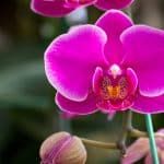 Révolution dans l'entretien des orchidées les 5 conseils de grand-mère qui accélèrent la floraison