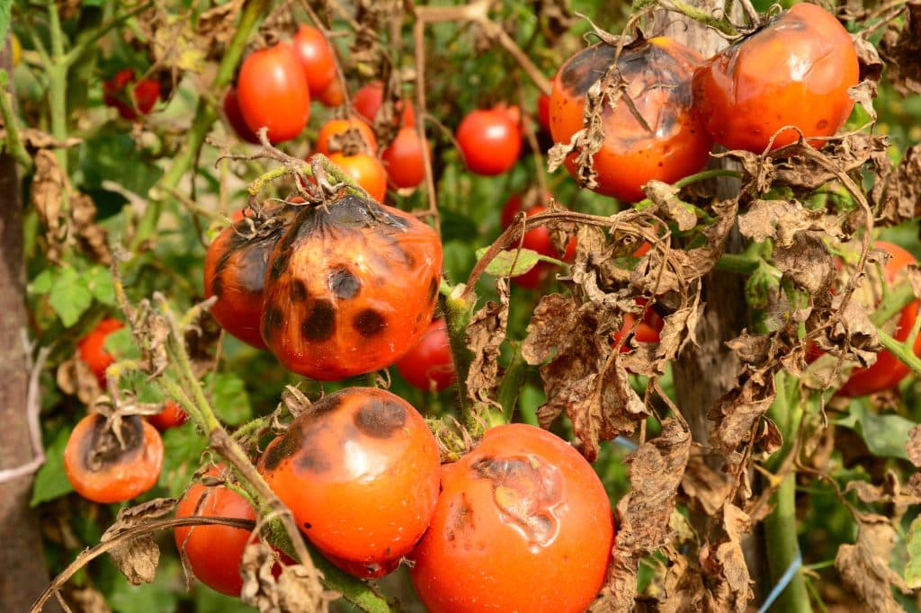 Astuces pratiques pour prévenir la pourriture apicale des tomates