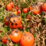 Astuces pratiques pour prévenir la pourriture apicale des tomates
