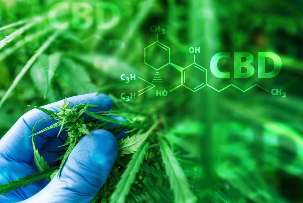 Le CBD et la perte de poids : ce que vous devez savoir