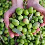 Incroyable révélation Cette étude dévoile le meilleur choix d'huile d'olive, et vous ne devinerez jamais son prix !