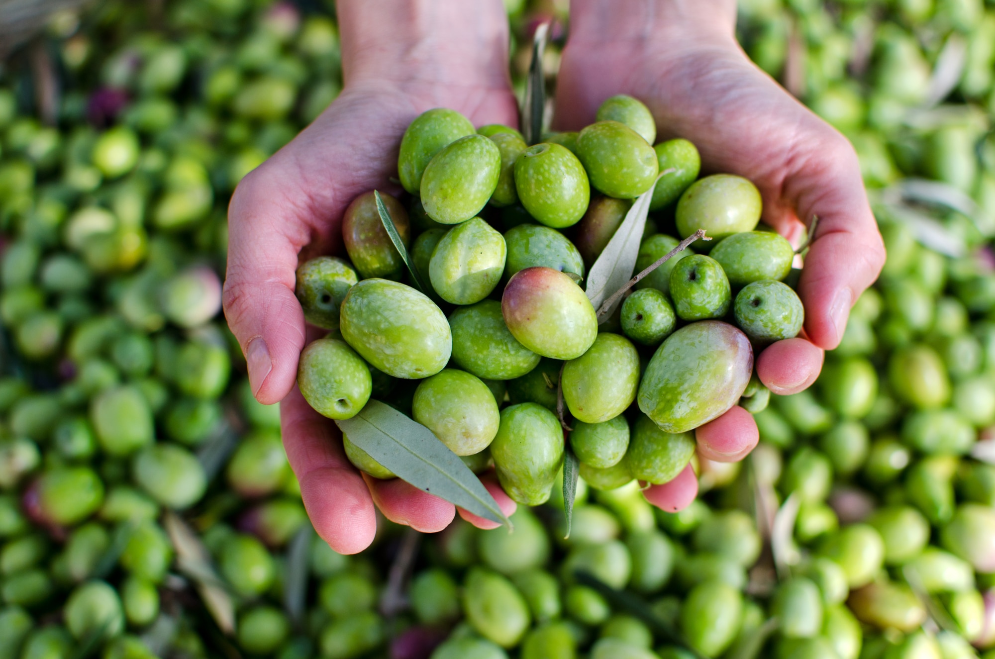 Incroyable révélation Cette étude dévoile le meilleur choix d'huile d'olive, et vous ne devinerez jamais son prix !